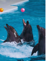 Dubai Dolphinarium – Dolphin & Seal Show - Image 2